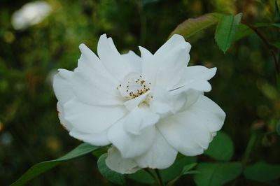 Close-up of white flower