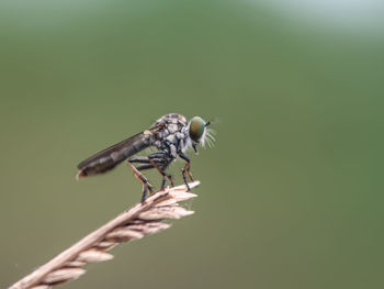 Close-up of insect