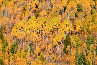 Pine trees in forest during autumn