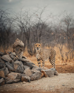 View of a cat on rock