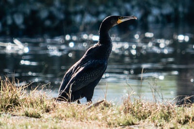 Bird perching on a lake