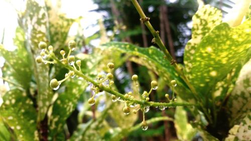 Close-up of fresh green plant