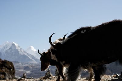 Horses on mountain against clear sky