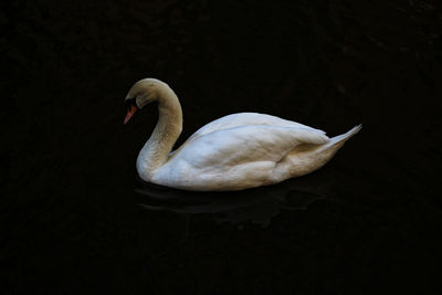 Close-up of swan in lake