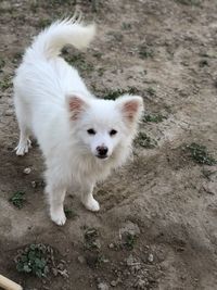 High angle view of dog standing on field