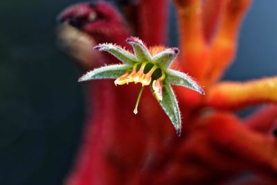 Close-up of red flowering plant