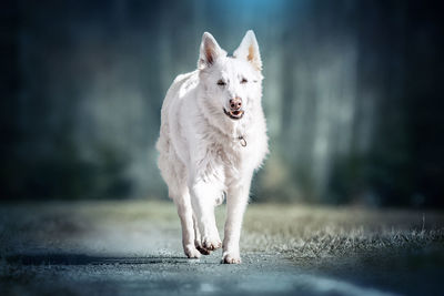 Portrait of white dog running