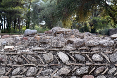 Trees on stone wall