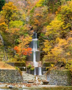 Plants and trees by stream in forest during autumn