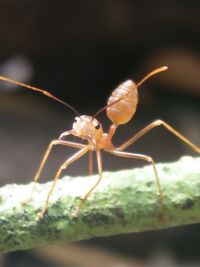 Close-up of insect