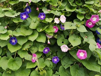 High angle view of purple flowering plants