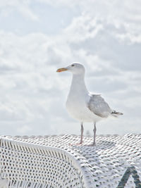 Close-up of seagull perching on hooded beach chair