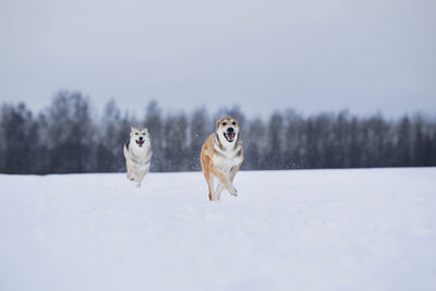 Dog in snow field