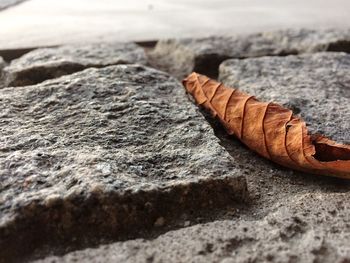 Close-up of dried leaf on road