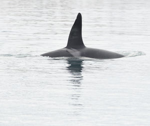 Killer whale swimming in sea