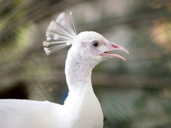 Close-up of a bird