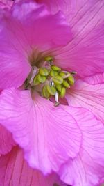 Close-up of pink flower