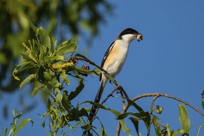 bird