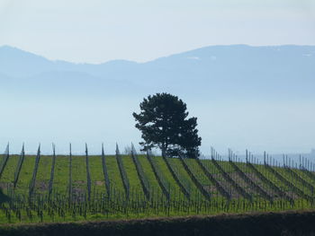 Scenic view of vineyard against sky