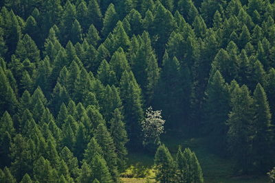 High angle view of pine trees at forest