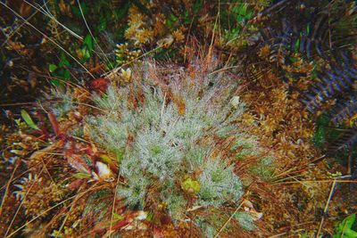 High angle view of plants growing on field