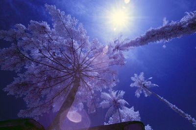 Low angle view of snow covered trees