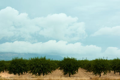 Cultivated meadow with a cloudy sky with an aquamarine hue