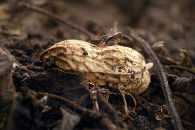 Close-up of mushroom on dry plant