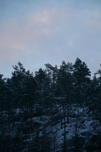 Low angle view of trees in forest during winter