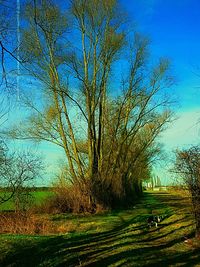 Trees against clear sky