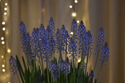 Close-up of hyacinths against illuminated christmas lights
