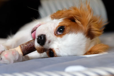 Close-up portrait of dog