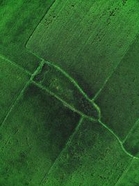 Full frame shot of agricultural field