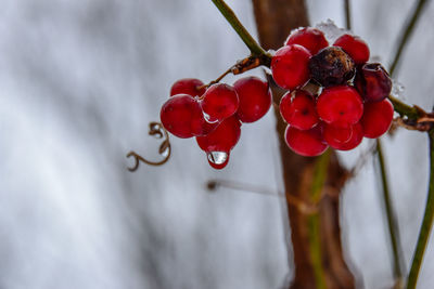 Close-up of red berries growing on plant