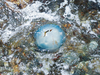 High angle view of fish swimming in sea