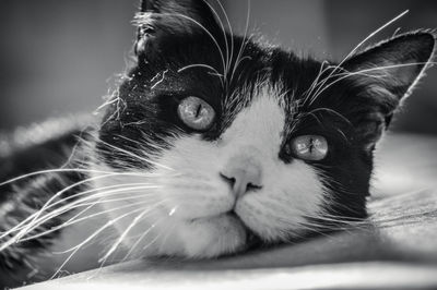 Close-up of the head of a cat lying down