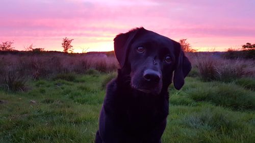 Portrait of dog standing on field