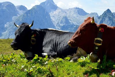 Two buffaloes relaxing in field