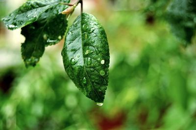 Close-up of raindrops on leaves