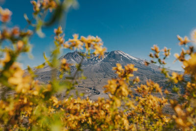 Close-up of plants against clear sky