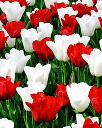 Close-up of tulips blooming outdoors