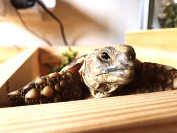 Close-up of lizard