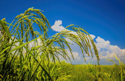 Close-up of crops growing on field against blue sky