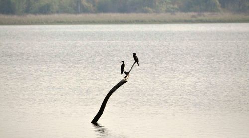 View of bird in lake