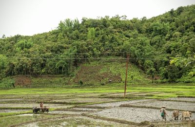 Scenic view of grassy field