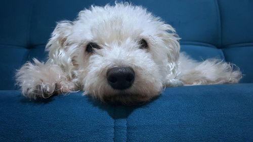 Portrait of dog at home