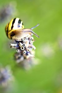 Close-up of insect on flower