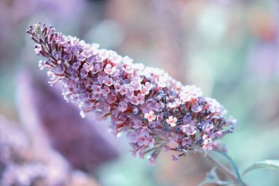 Close-up of pink cherry blossom