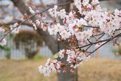 Close-up of pink cherry blossoms in spring