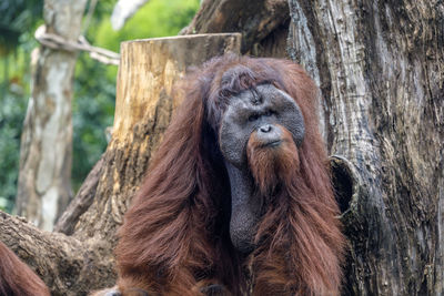 Close up view of orang-utan in the zoo, singapore